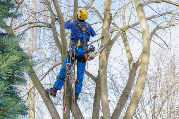 How Our Tree Care Process Works  in  Culver, IN