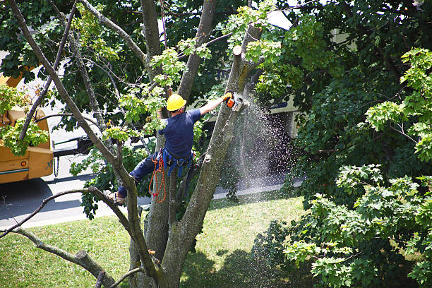 Professional Tree Services in Culver, IN